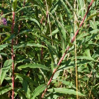 Rosebay Willowherb